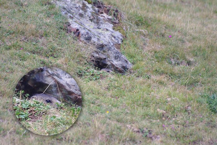 Jeune marmotte (Zoom) - Col du Tourmalet