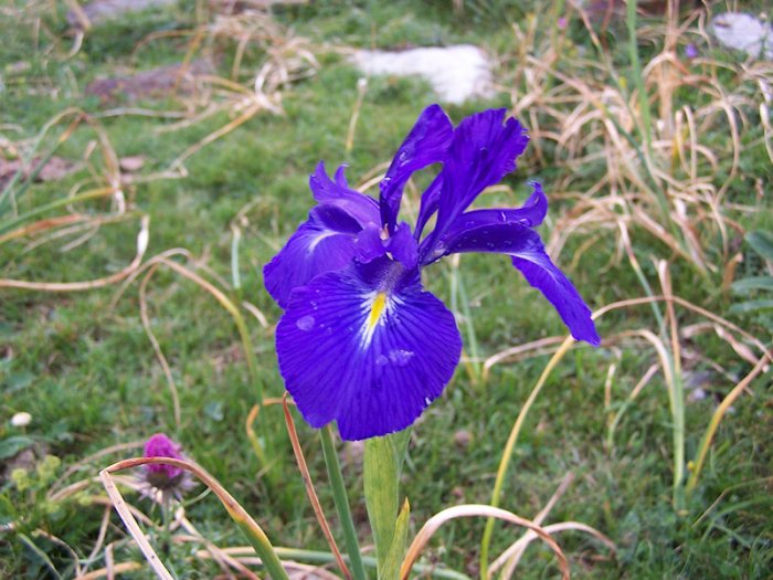 Iris - Col du Tourmalet