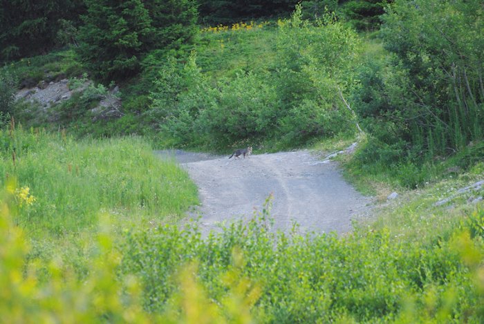 Chat sauvage - Flaine