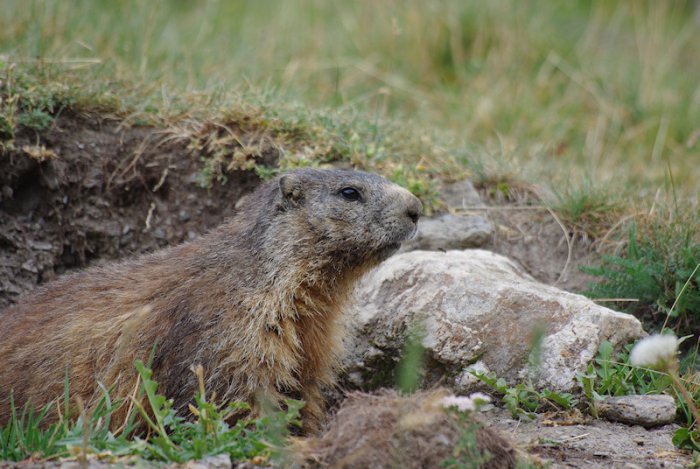 Marmotte - Molines en Queyras