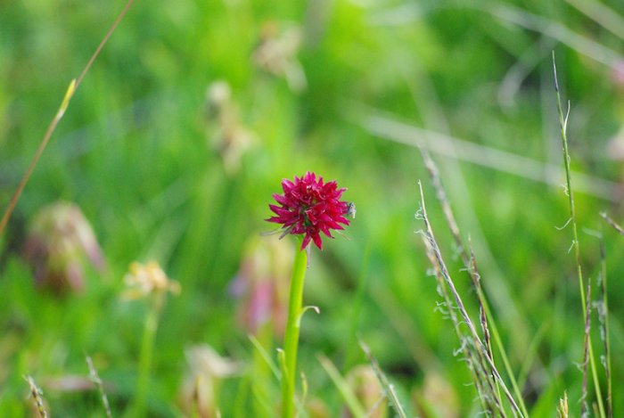 Orchis nigritelle - Flaine