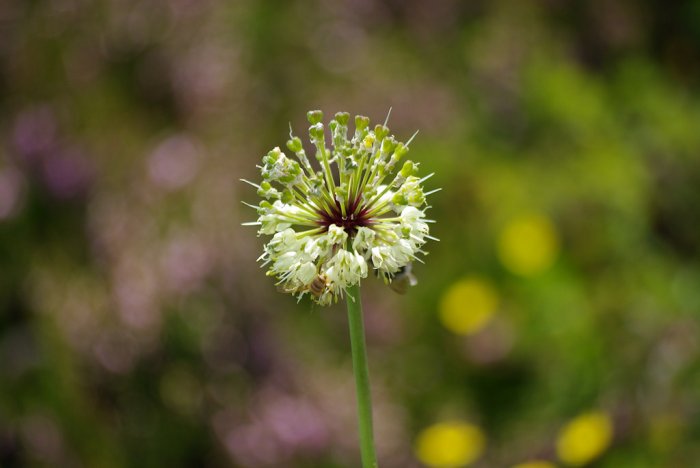 Fleur (ail ?) (Col du Béal) (1)