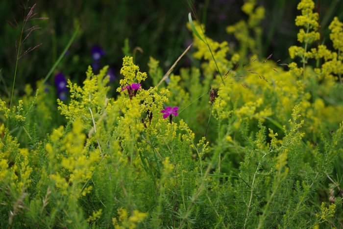 Fleurs diverses - Truc de Fortunio