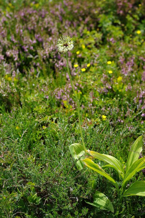 Fleur (ail ?) (Col du Béal) (2)