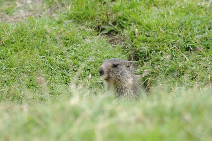 Jeune marmotte - Piau Engaly (2)