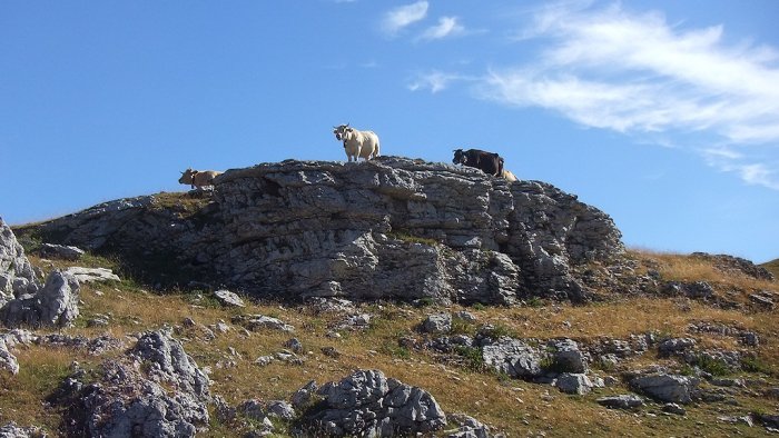 Font d'Urle et ses animaux