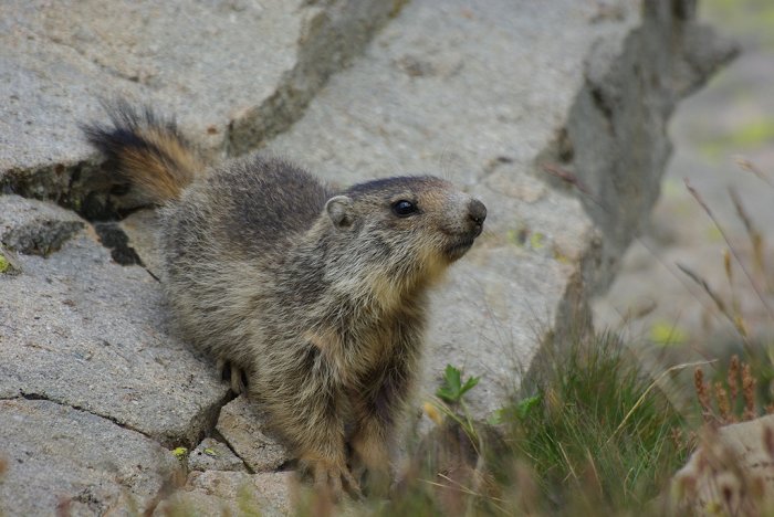 Jeune marmotte - Col de la Bonette (7)