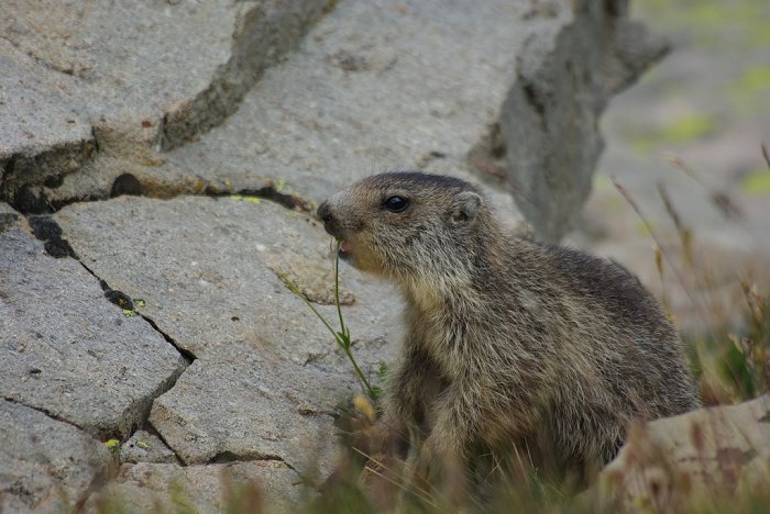 Jeune marmotte - Col de la Bonette (5)