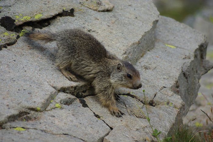 Jeune marmotte - Col de la Bonette (12)