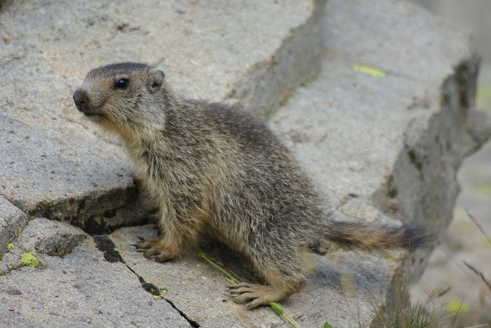 Jeune marmotte - Col de la Bonette (6)