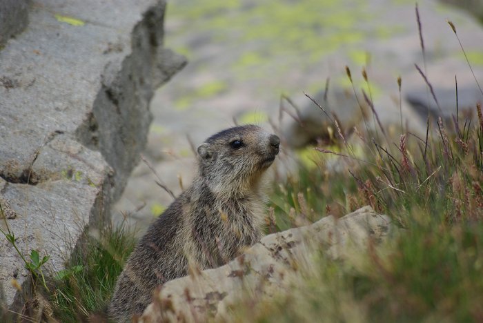 Jeune marmotte - Col de la Bonette (3)