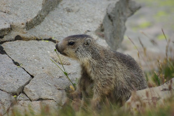 Jeune marmotte - Col de la Bonette (4)