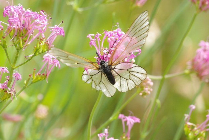 Piéride de l'Aubépine (Aporia crataegi) (1)