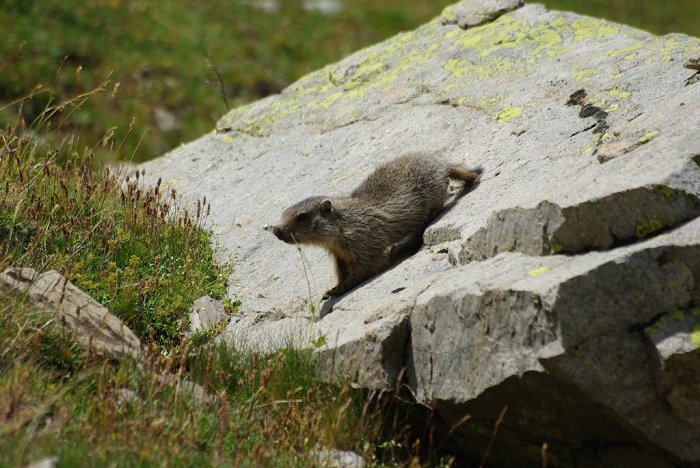 Jeune marmotte - Col de la Bonette (2)