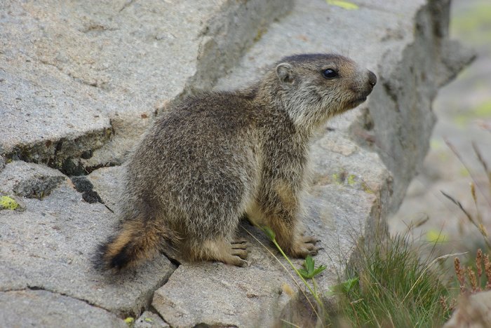 Jeune marmotte - Col de la Bonette (8)