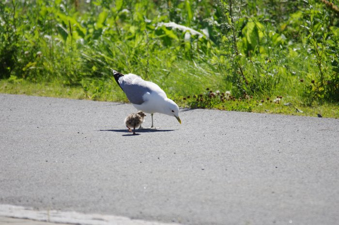 Norvège - Mouette tridactyle (agressive) et son poussin en ville - Melhus