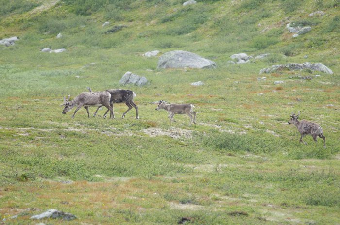 Norvège - Autre troupeau de rennes près du cercle polaire