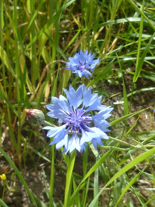 Suède - Bleuet près du château de Läckö