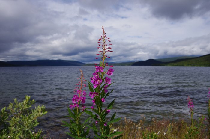 Suède - Epilobe au bord du lac Gäuta près de Forsbäck