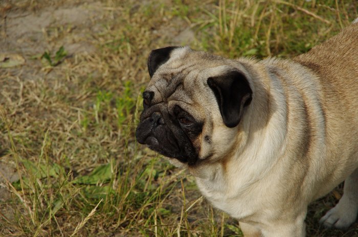 Danemark - Un petit chien très sympa