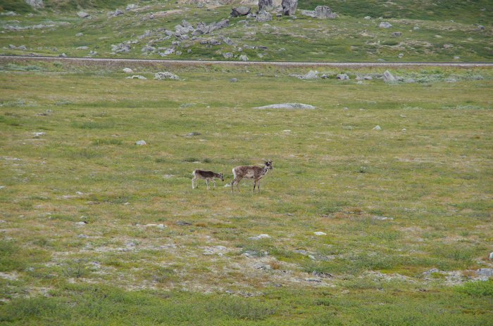 Norvège - Jeune renne et sa mère près du cerche polaire