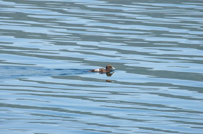 Norvège - Eider à duvet - Langfjorden (fjord)