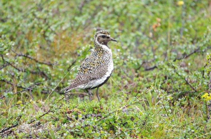 Norvège - Pluvier doré (près du cercle polaire)