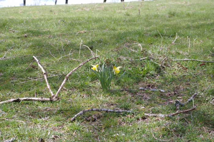 Jonquilles (Chastreix)