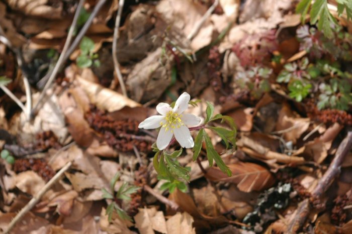 Anémone Sylvie (Lac Chauvet)