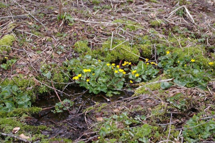 Caltha des marais "Souci d'eau" (Lac Chauvet)