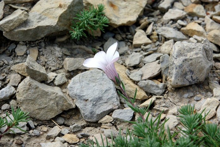 Fleur à déterminer - Cham des Bondons - Les Bondons (Lozère) (2)