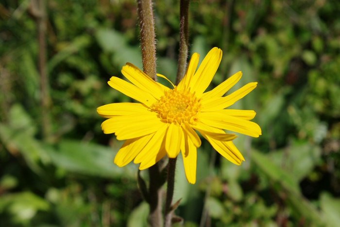 Arnica - Truc de Fortunio (Lozère)