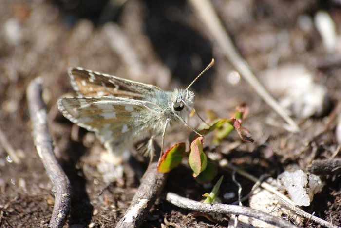 Papillon - Truc de Fortunio (Lozère)