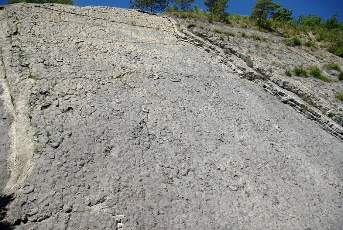 Dalle à ammonites - Dignes les Bains