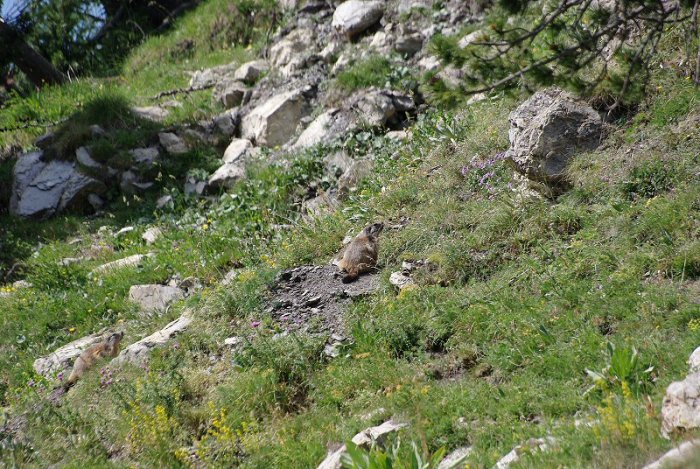 Marmotte - Ruisseau de Malevert - Col des Champs