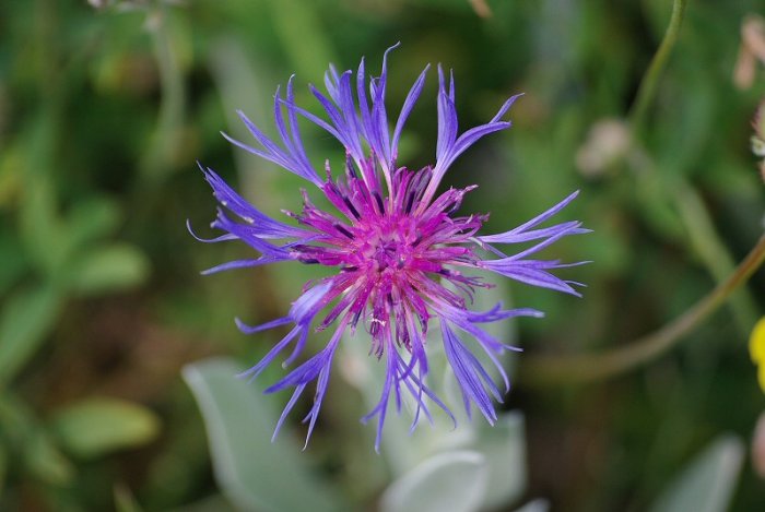 Fleur - Vallée du Col Agnel