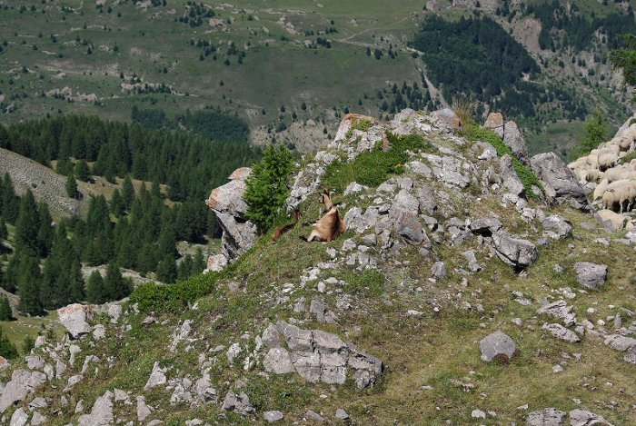 Chèvres et Moutons - Aiguilles de Chabrières - Réallon