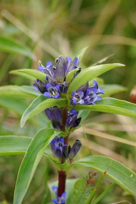 Fleur à déterminer - Station de Réallon