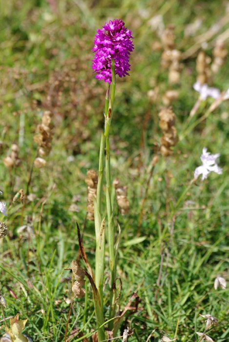 Orchis pyramidal (Anacamptis pyramidalis) - Font d'Urle (Vercors) (2)