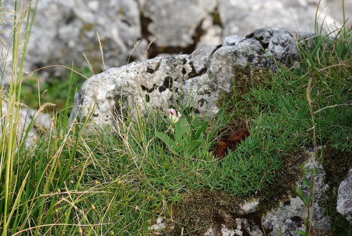 Anthylide vulnéraire - Vercors (2)