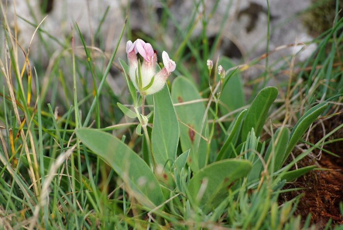 Anthylide vulnéraire - Vercors