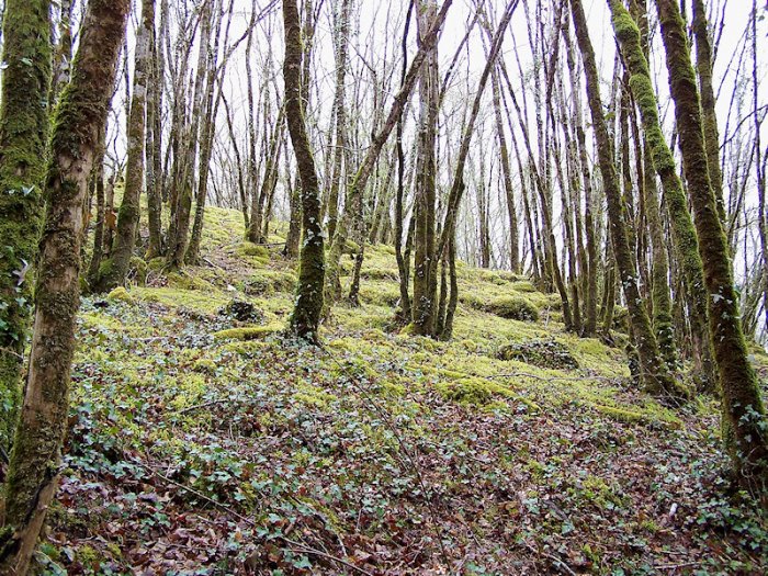 Les bois autour du château de Commarque