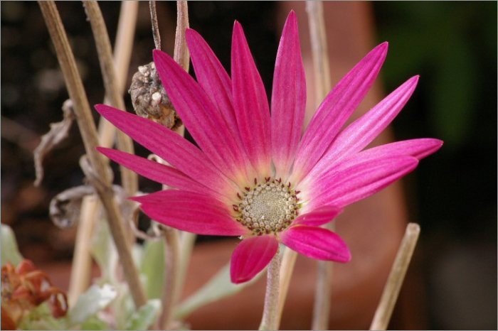 Décembre 2007 : une fleur