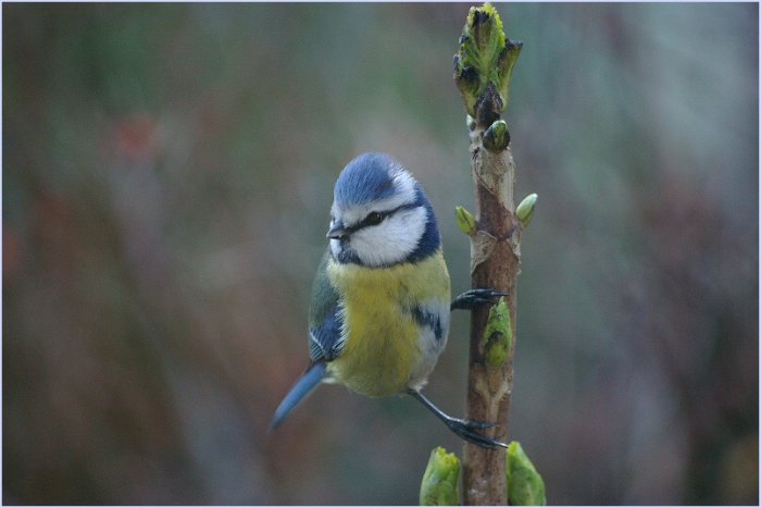 Février 2008 : Mésange bleue