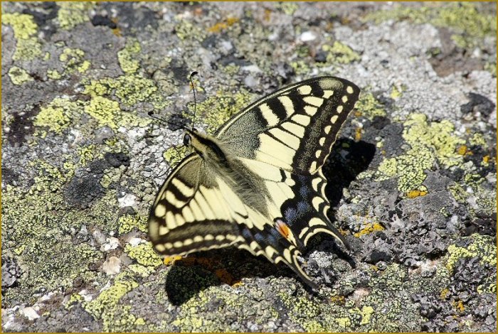 Aout 2008 : Machaon (Truc de Fortunio)