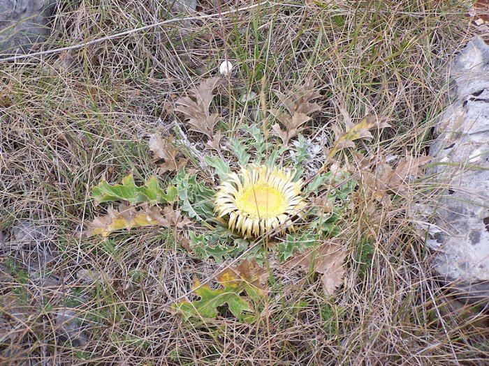 Chardon à déterminer (Causse du larzac)